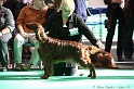 Crufts2011 781